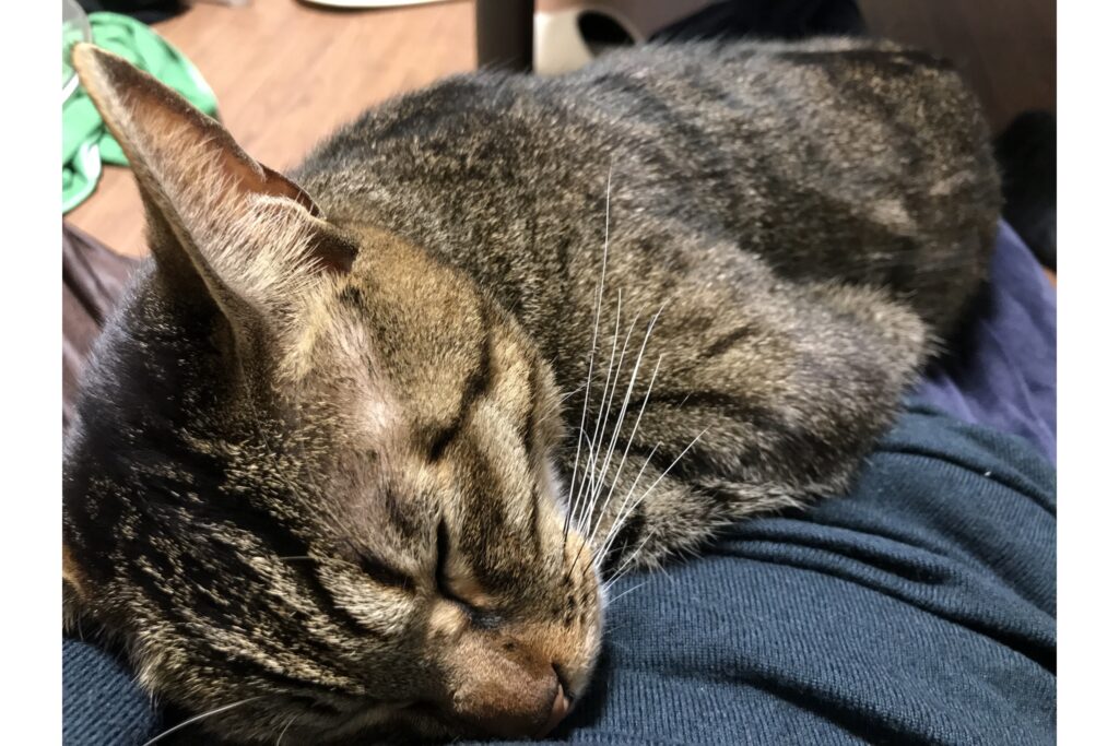 最近の猫のひじきの体調について